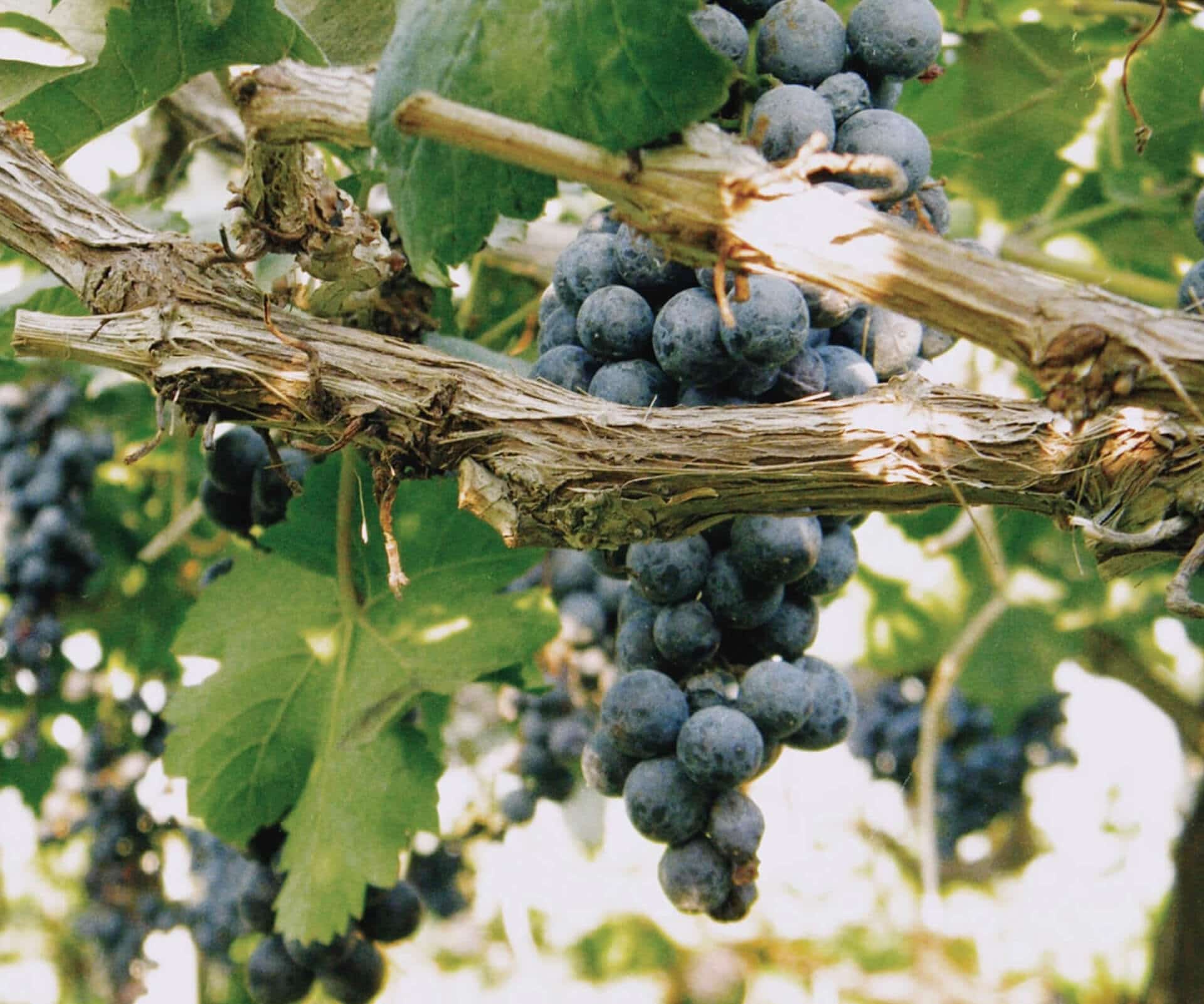Vino per Passione, enoteca gespecialiseerd in Italiaanse wijnen