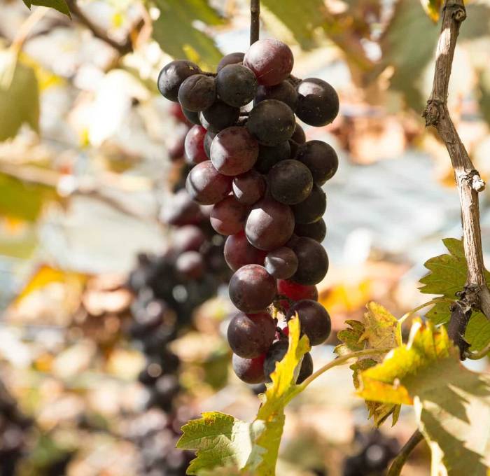 Vino per Passione, enoteca gespecialiseerd in Italiaanse wijnen